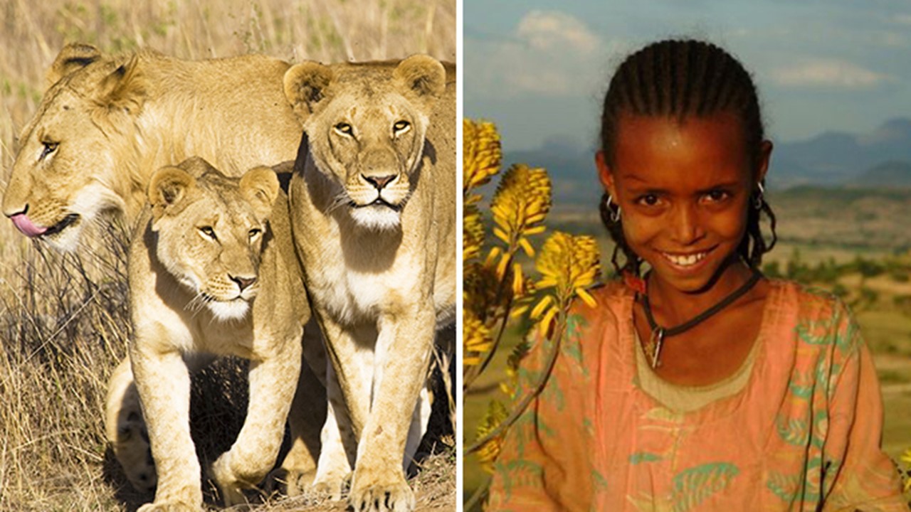 Trío de leones encuentran a niña desaparecida y en lugar de atacarla, le salvaron la vida 