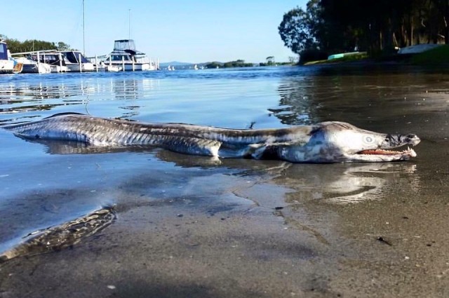 Bizarre "Sea Monster" Washes Up In Australia