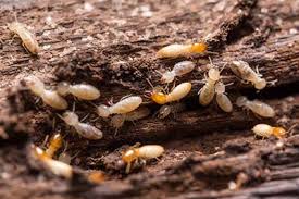 Consejos y trucos para deshacerse de las termitas de forma natural