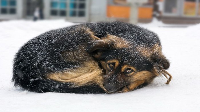 En Filadelfia exigirá multas a dueños que dejen a sus perros en el frío