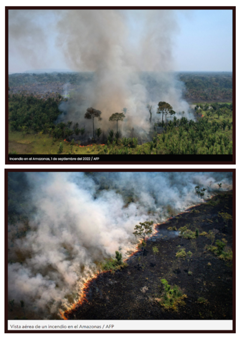  Alarma: La pérdida de la biodiversidad del Amazonas podría ser irremediable