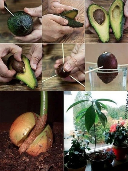 How To Grow An Avocado Tree for Endless Organic Avocados