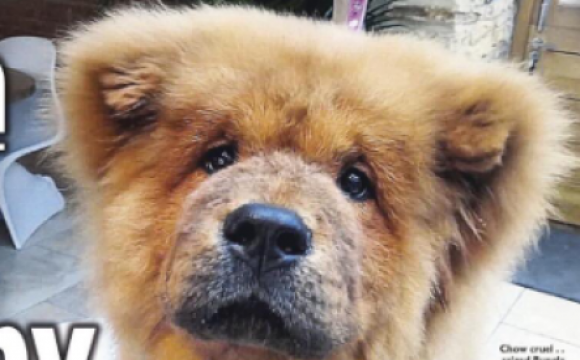 Un perro chow chow terminó en la cárcel y generó una enorme polémica en Reino Unido