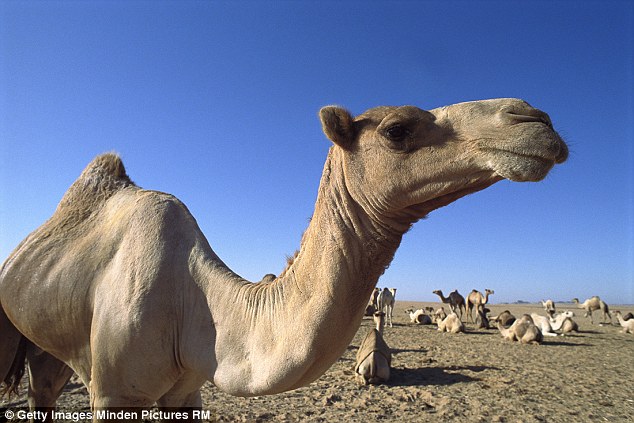 Suegra le exige que se divorcie de su hijo luego de que fue encontrada con un camello haciendo esto