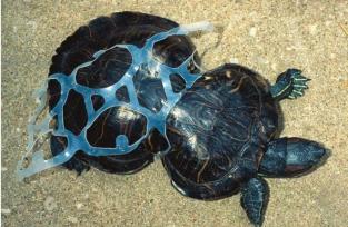 ¿Cuanto plastico hay en los oceanos? 