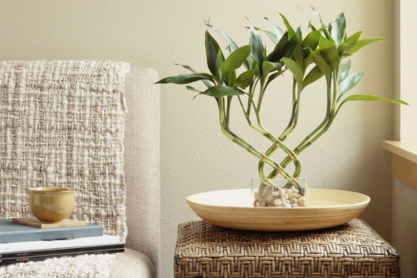 5 plantas que promueven energía positiva en tu hogar