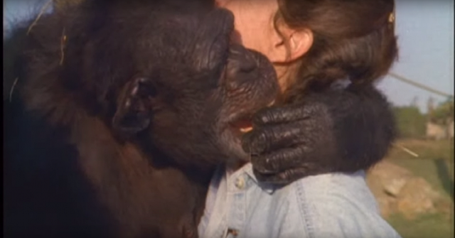 Mira la reacción del chimpancé al reencontrarse con su salvadora 18 años después