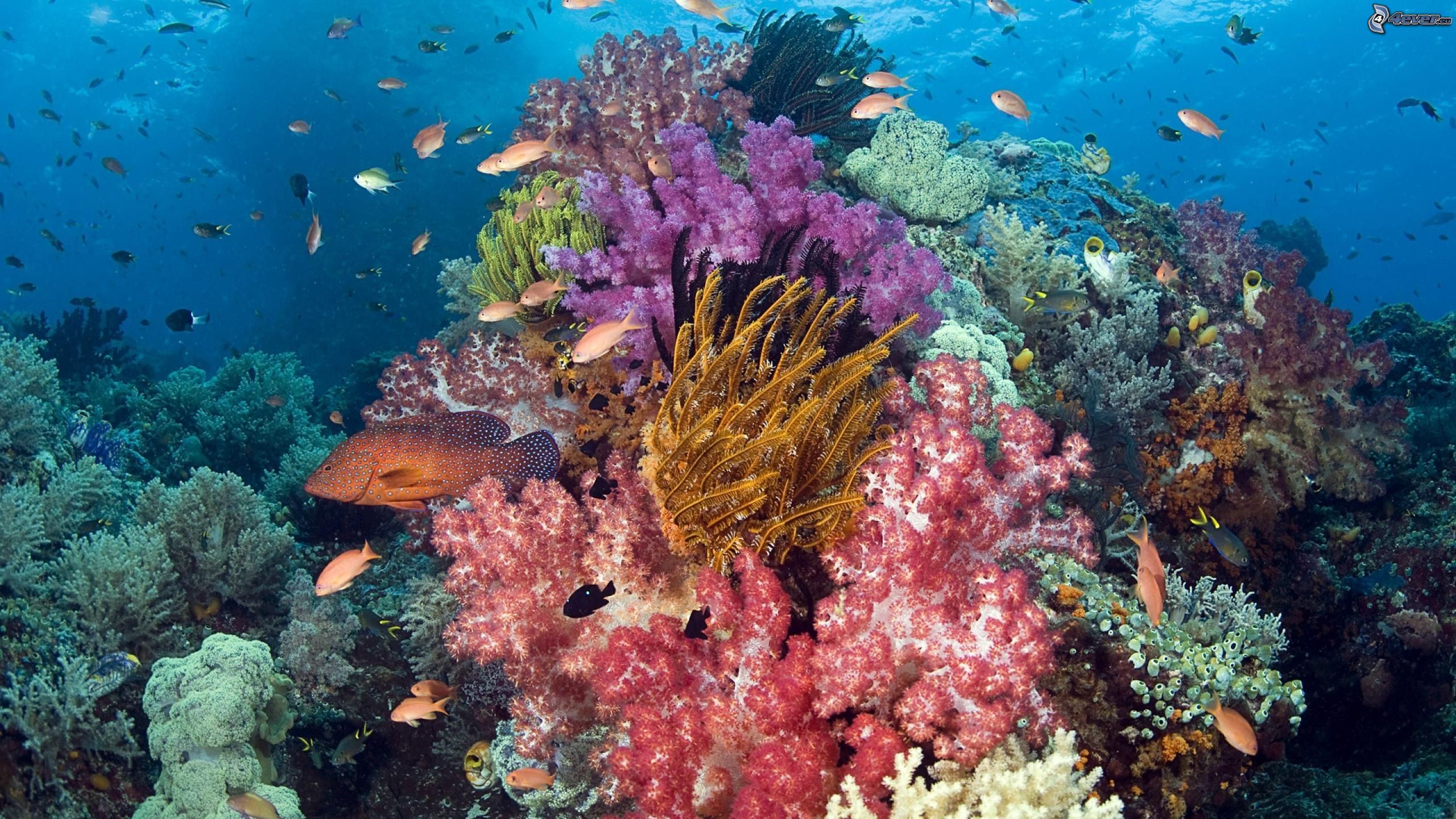 Corales en peligro debido al cambio climático