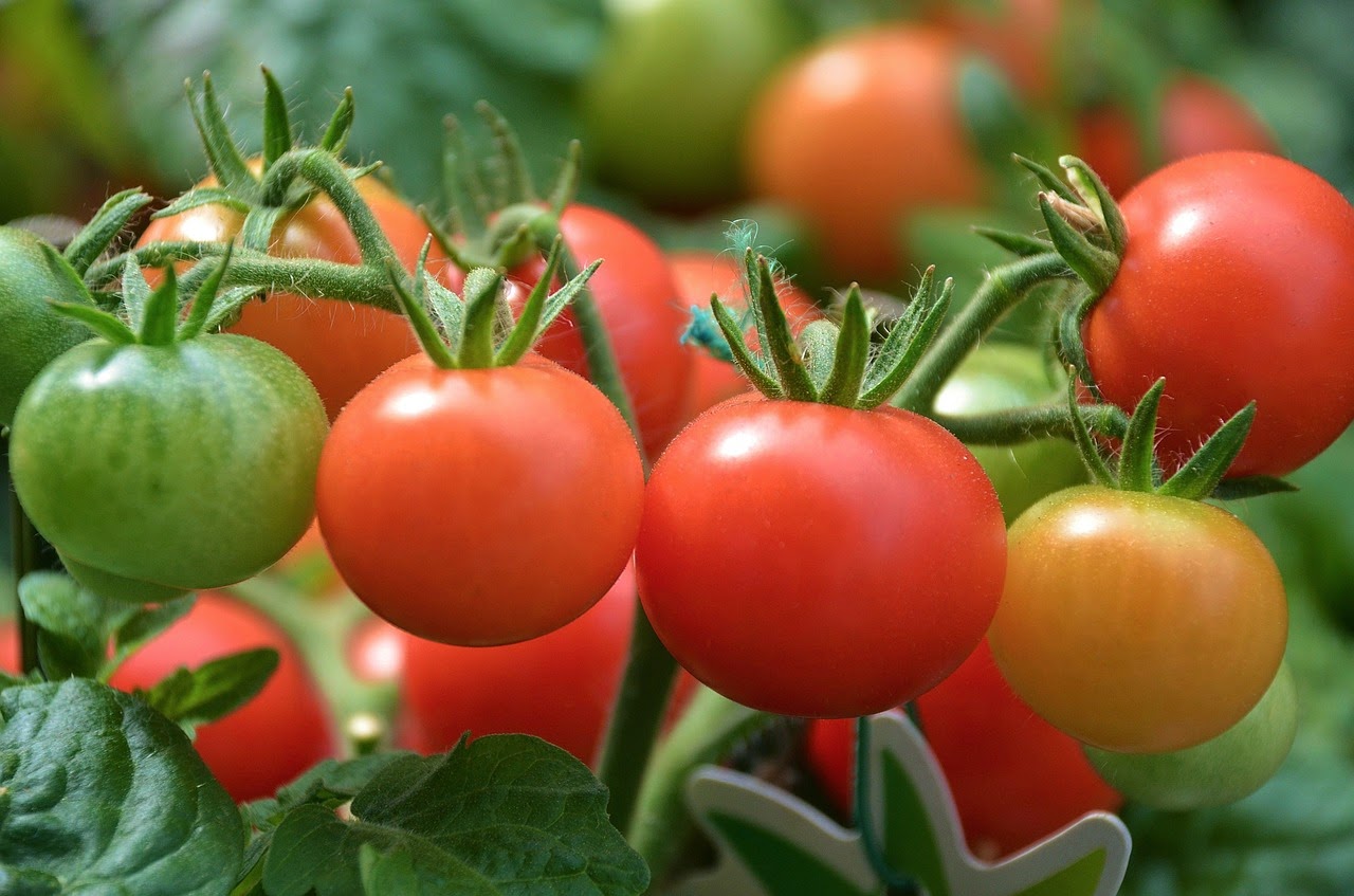 Curar las várices con tomates verdes y rojos es posible