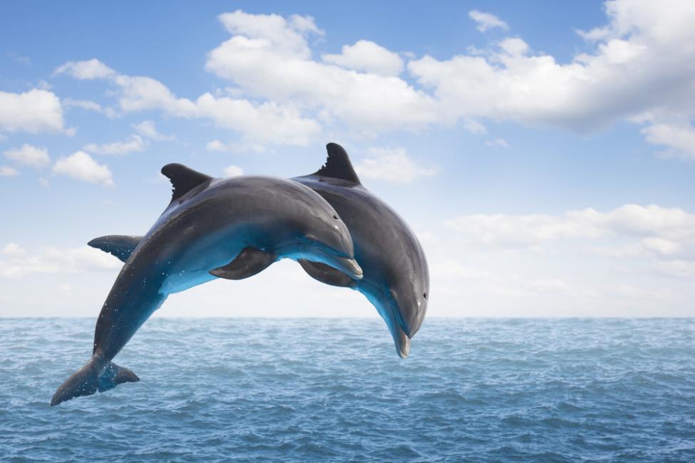 Dolphins show they can cooperate to solve problems