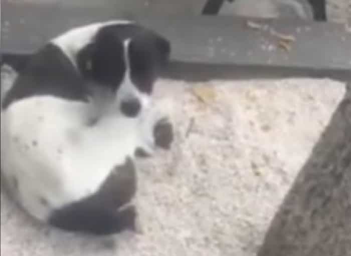 Perrito se pierde por 3 años en la calle y llora al volver a ver su dueño