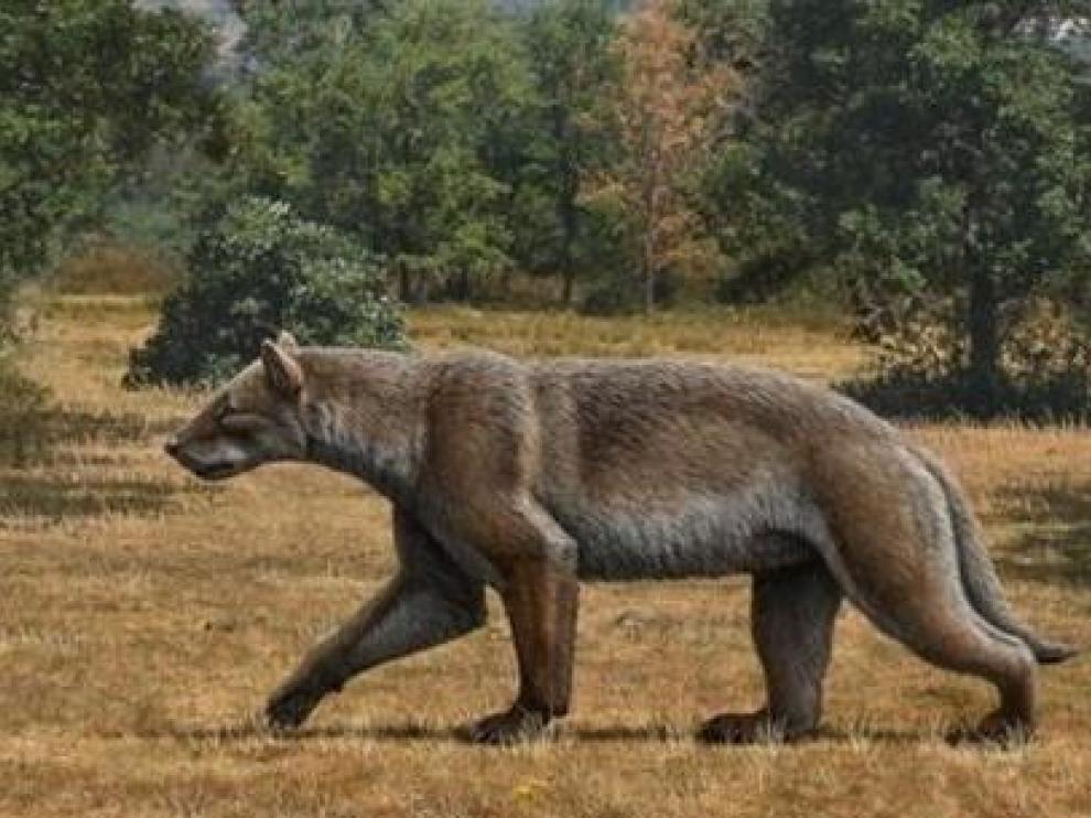 Descubren detalles de un gran carnívoro que vivió hace 9 millones de años