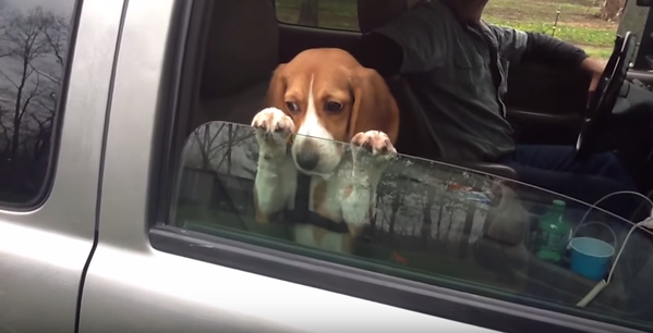 Adorable beagle puppy is not interested in closing car window
