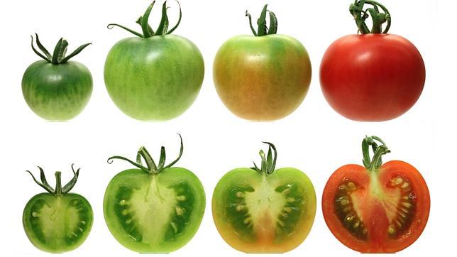 Aprende cómo curar tus varices con tomates verdes y rojos