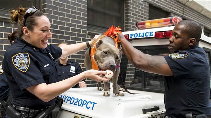 Police officers shower pit bull with love after rescuing her from abuse