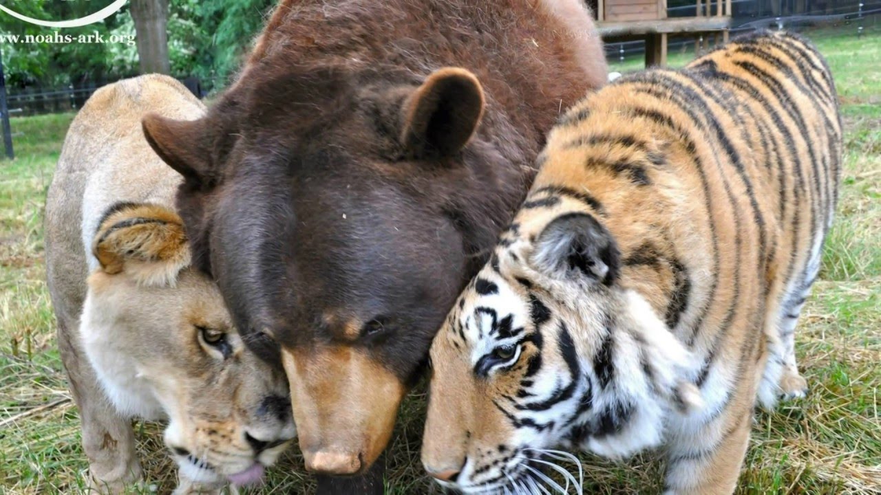Rescued bear, lion and tiger "brothers" refuse to be separated after 15 years together