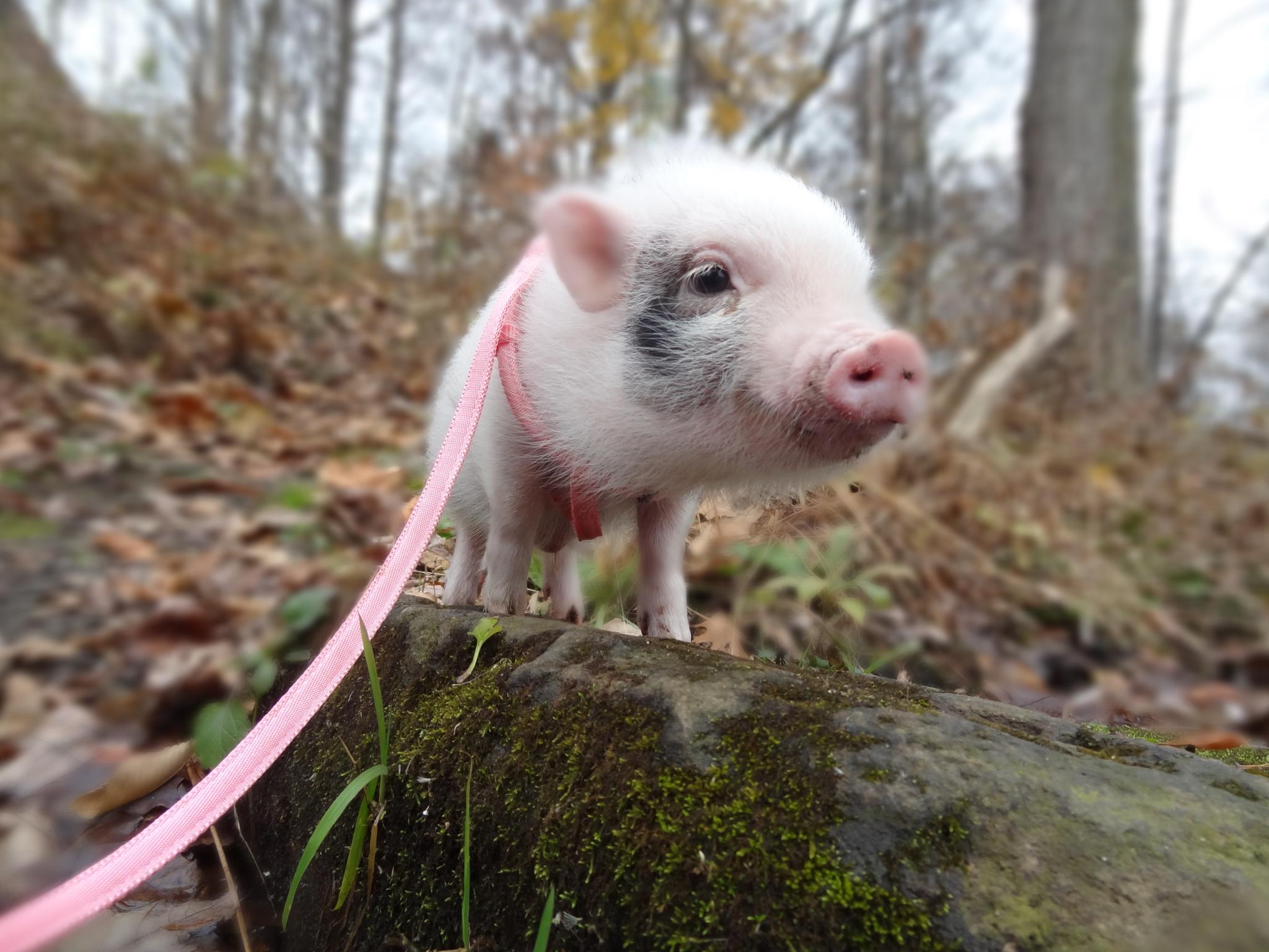 Why you need to be really sure before getting a 'Teacup' Pig