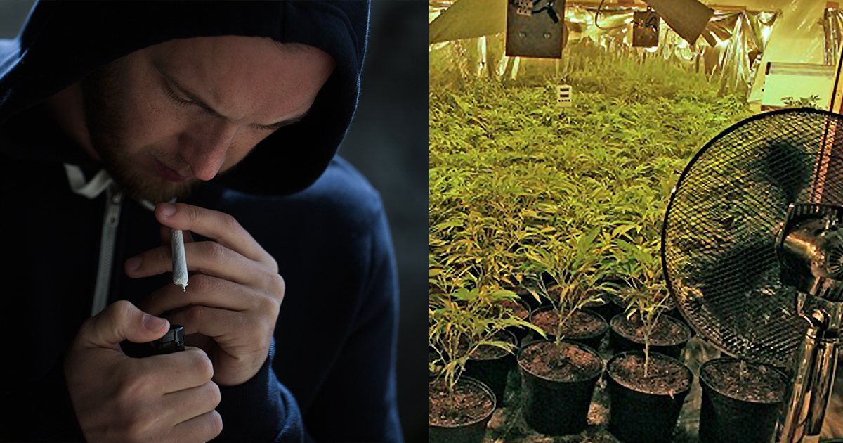 7 hidden dangers of marijuana that young people today don   t know