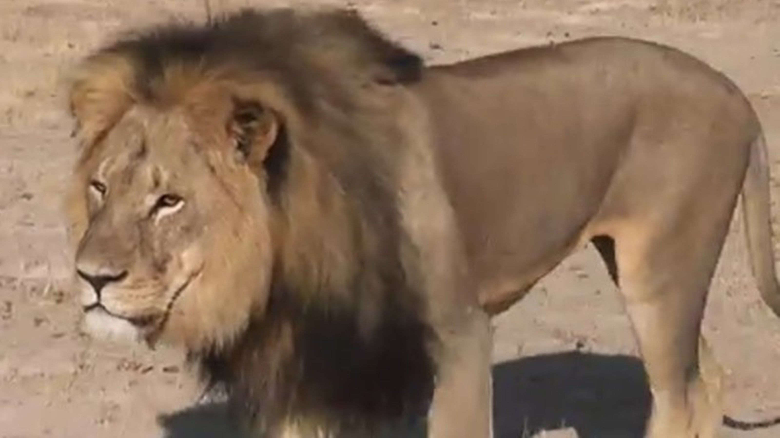  La historia de la trágica persecución y cruel muerte del león Cecil en 2015, símbolo de Zimbabue