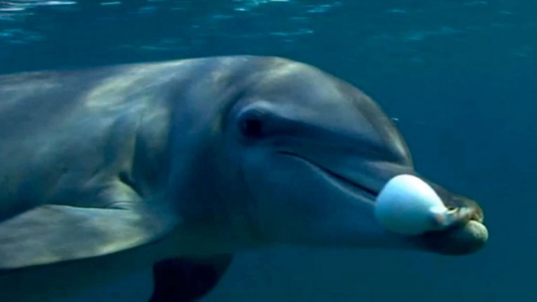 Los delfines se drogan con la toxina de los peces globo