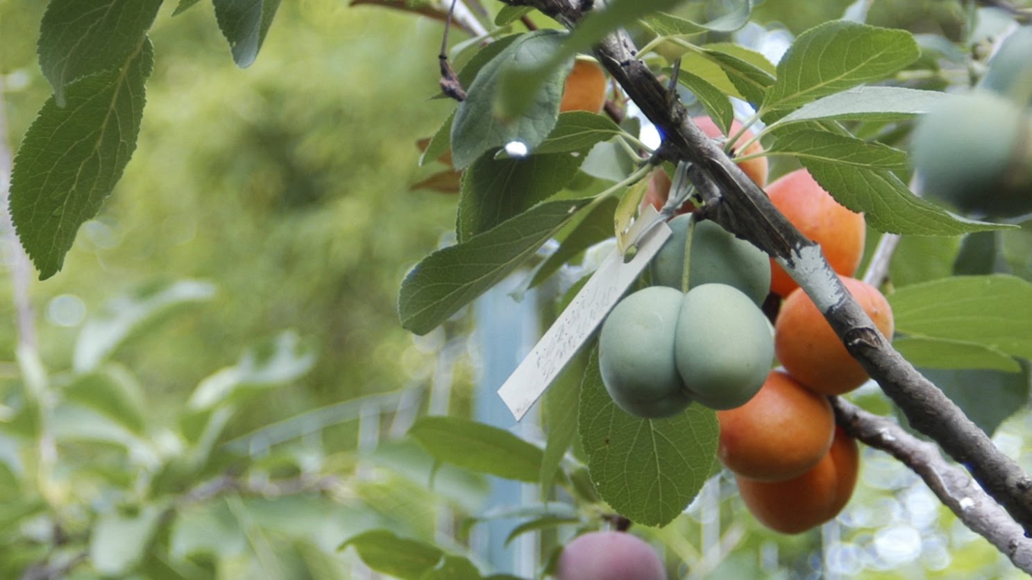 This tree grows 40 kinds of fruit
