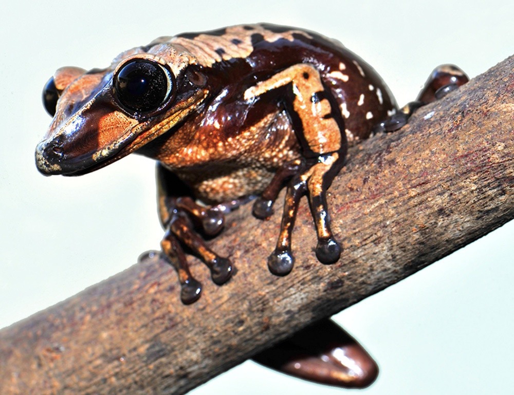 Do not touch: This frog has venomous head spikes that could kill you